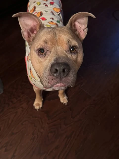 The real Dusty Tater looking up at the camera, wearing his colorful pajamas.