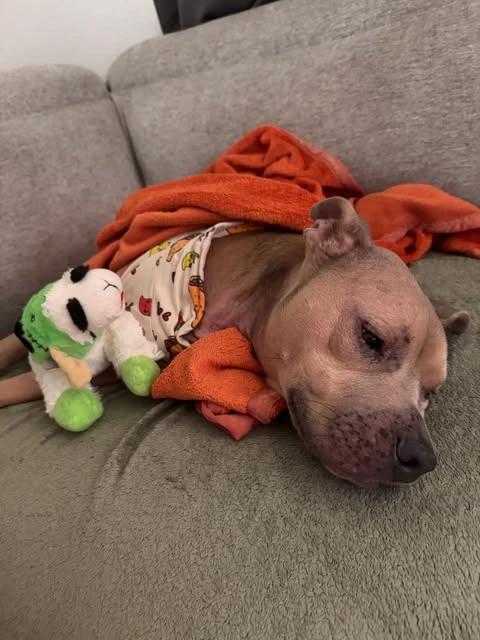 Dusty tucked up on the couch with an orange blanket and his plush toy.